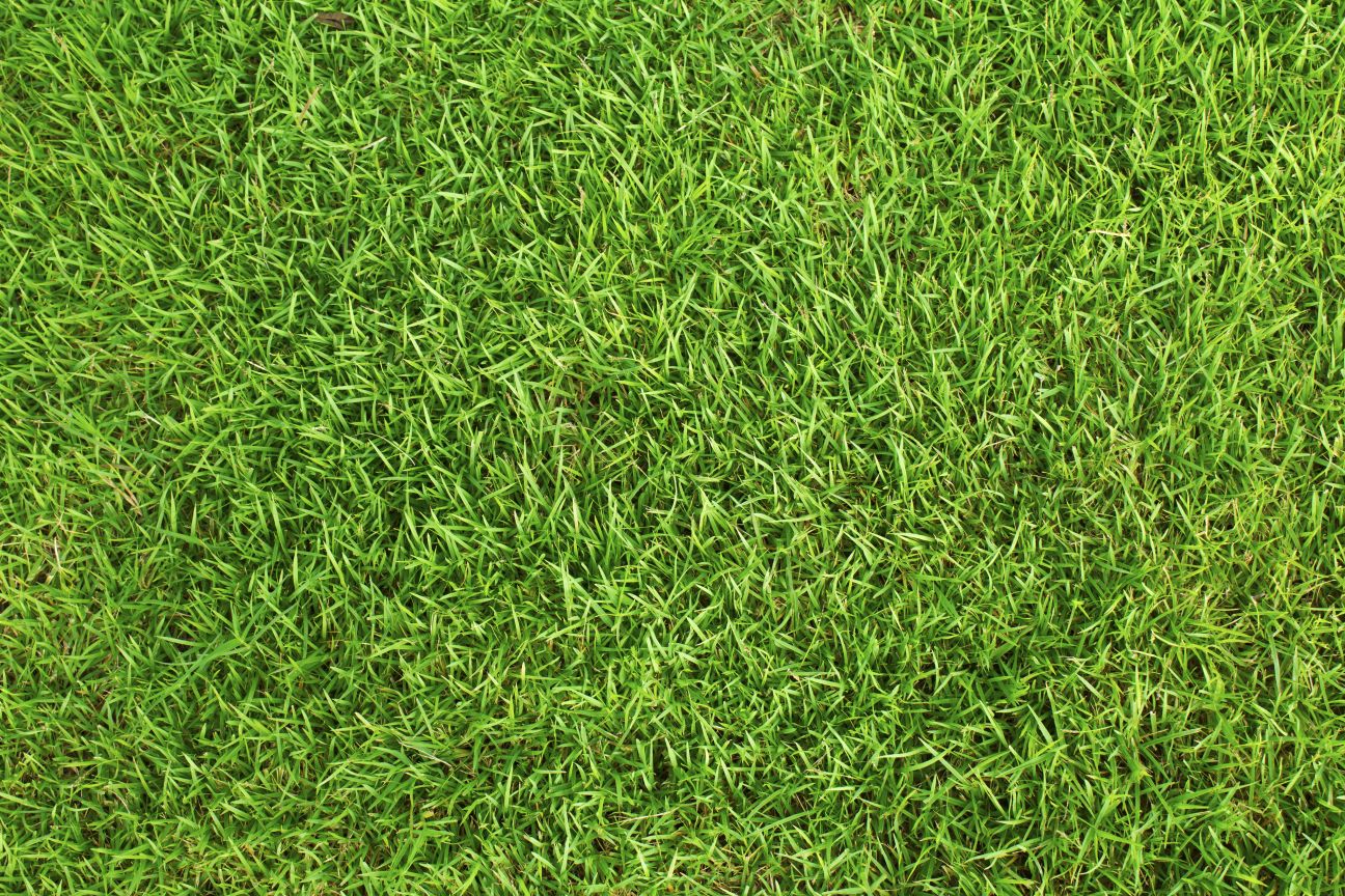 texture grass field